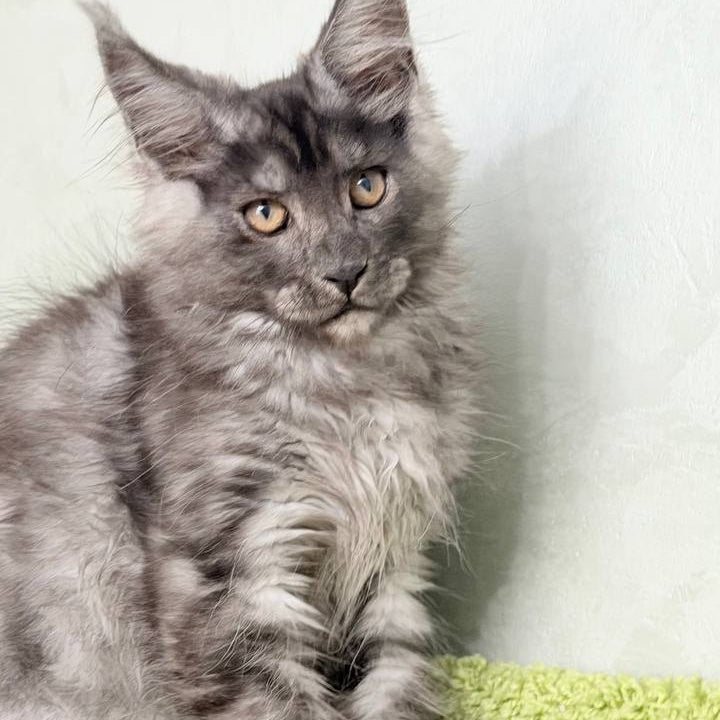 Katherine Maine Coon female, black silver