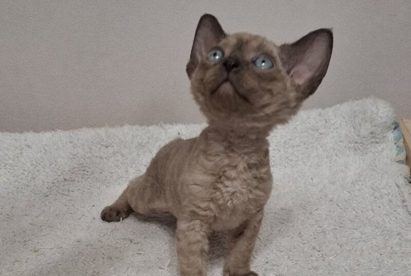 Iriska Devon Rex female chocolate live animals