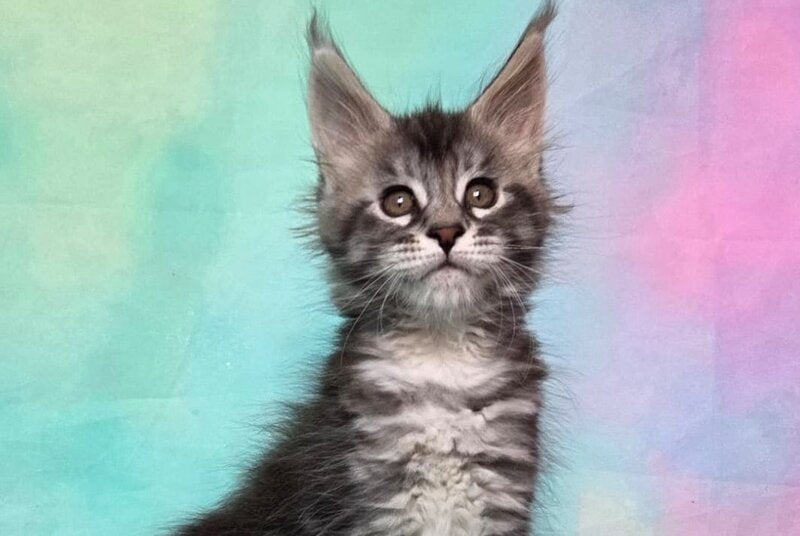 Quail Maine Coon male, black silver tabby