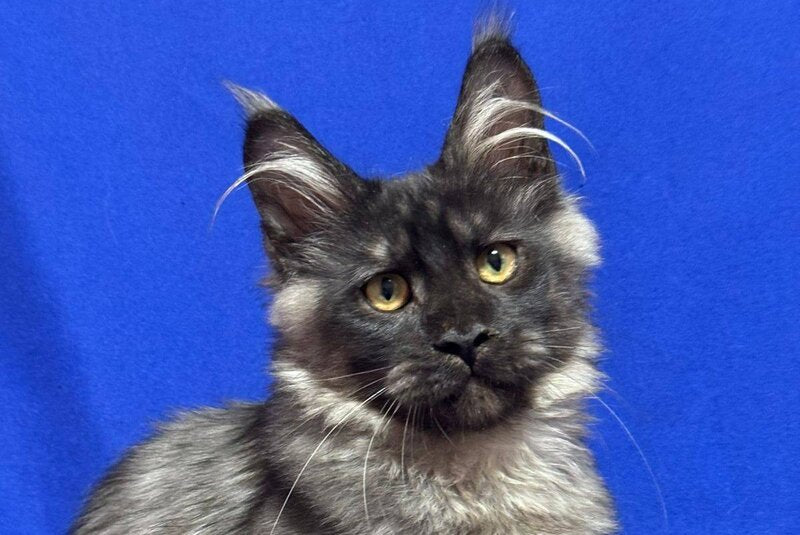 Bentley Maine Coon male, black silver