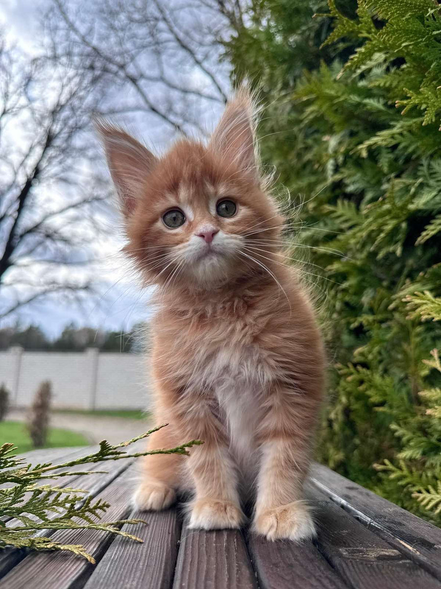 Guido Maine Coon male red spotted tabby - live animals
