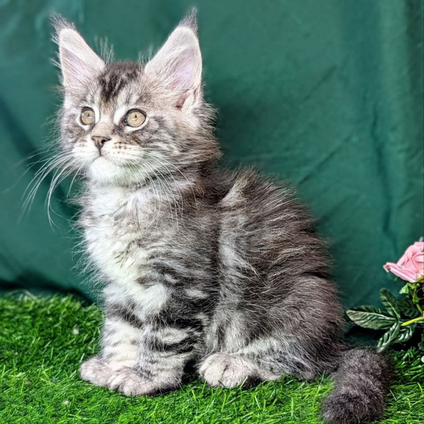 Ymir Maine Coon male, black silver tabby