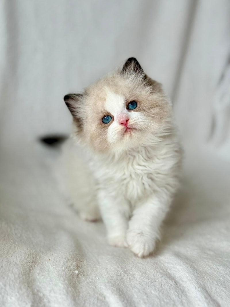 Yulik Ragdoll male black bicolour - live animals