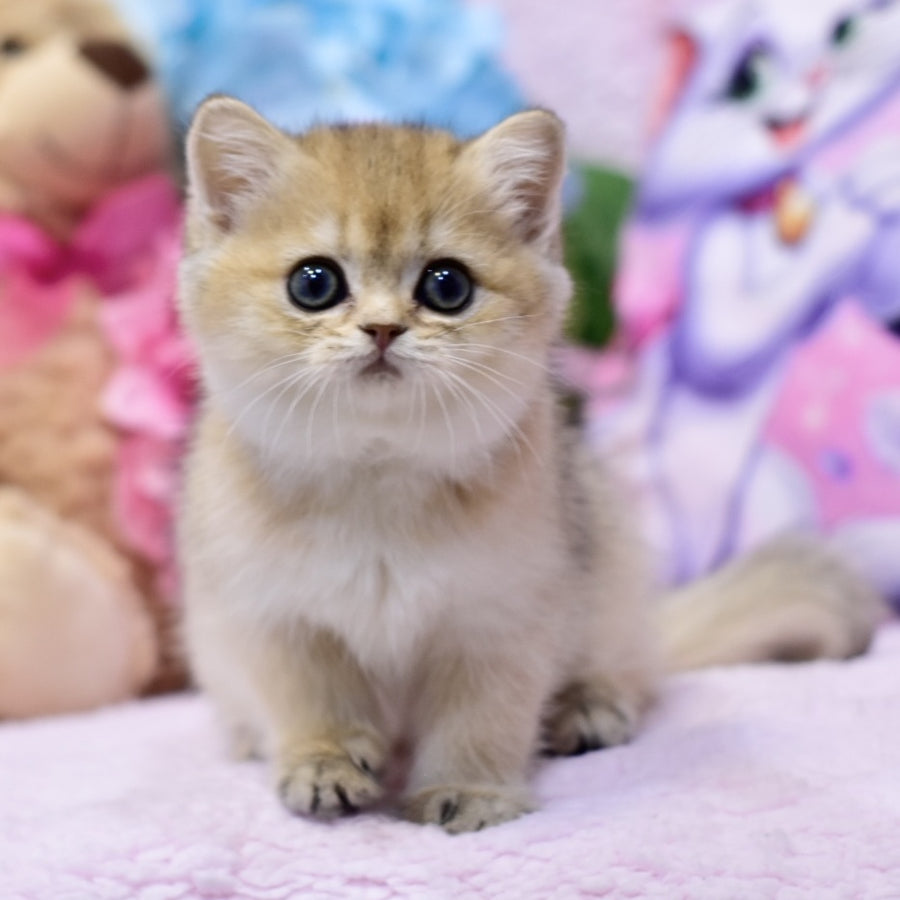 Galaxy British Shorthair female, black golden shaded