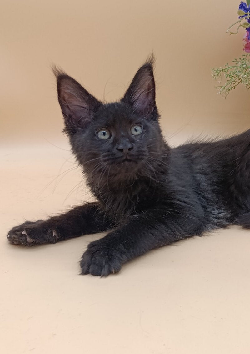 Iris Maine Coon female black silver - live animals