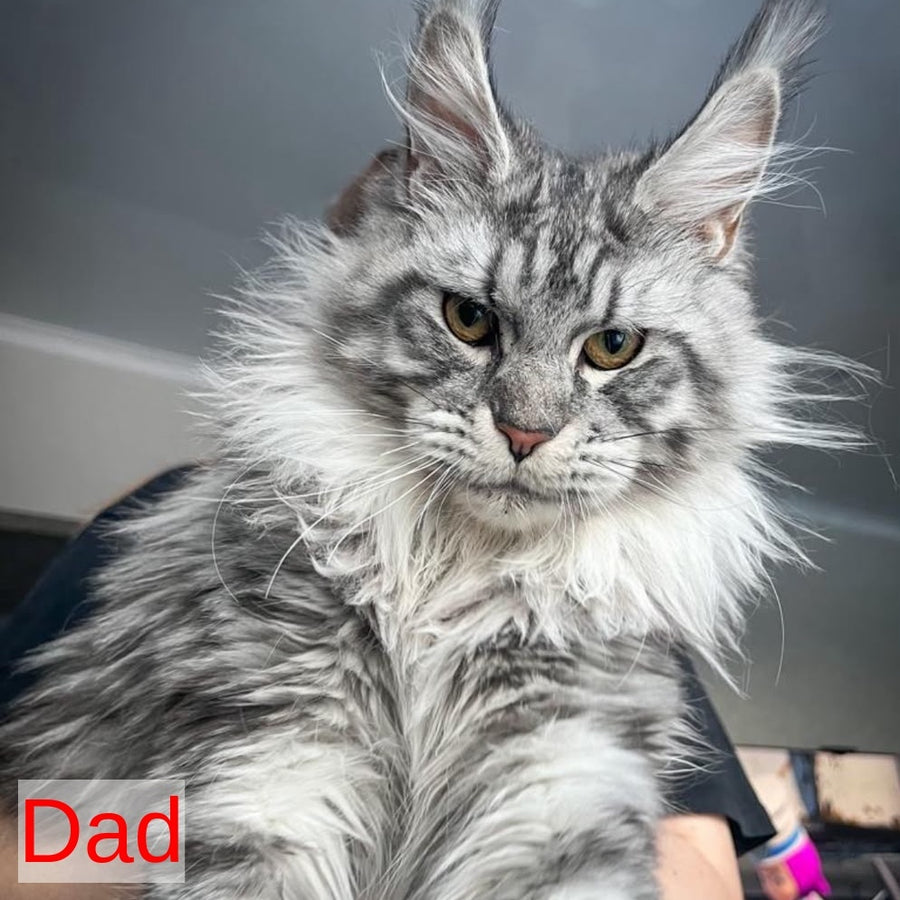 Aristocrat Maine Coon male, black