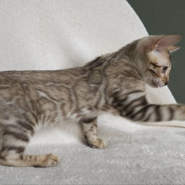 Max Bengal male, seal tabby