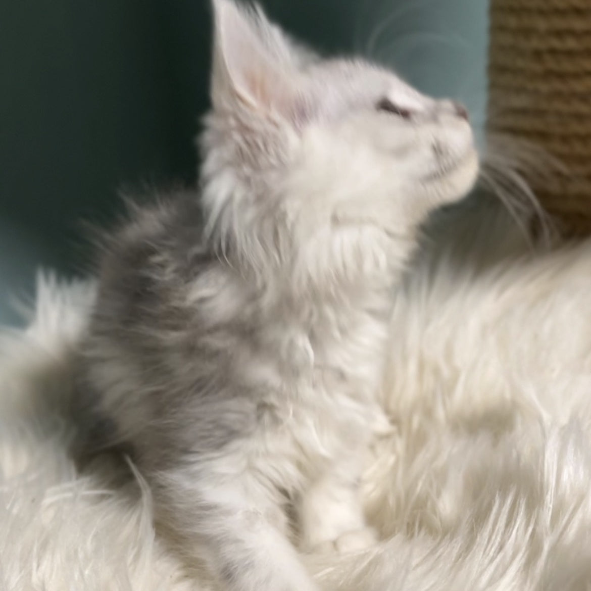 Galaxy Maine Coon female, blue silver shaded
