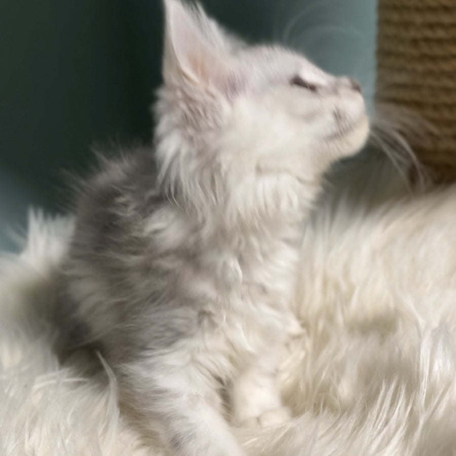 Galaxy Maine Coon female, blue silver shaded