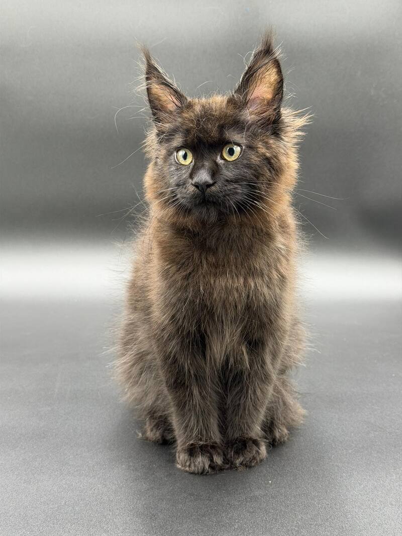 Freya Maine Coon female black - live animals