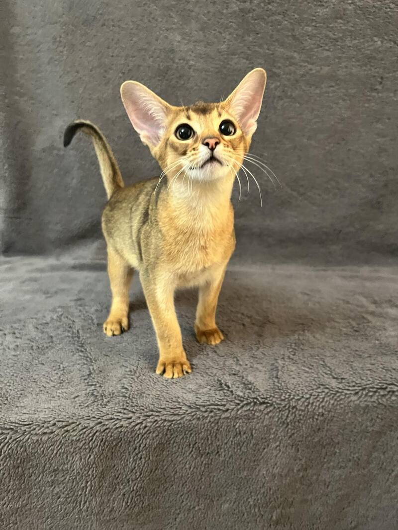 Betti Abyssinian female black - live animals