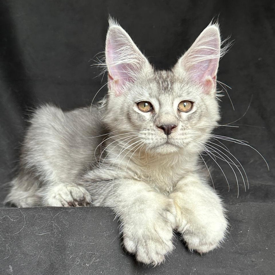 Jet Maine Coon polydactyl 6x6x6x6 male, black silver ticked tabby