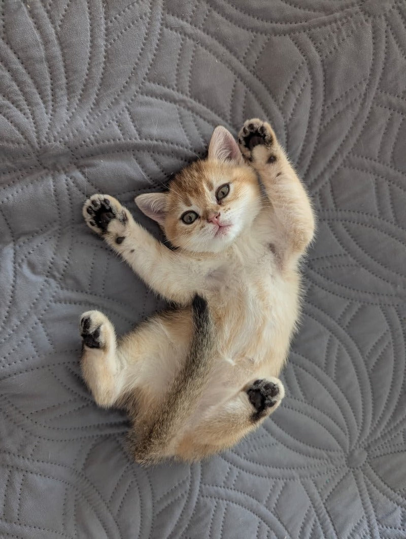 Bella Scottish Straight female, black golden ticked tabby