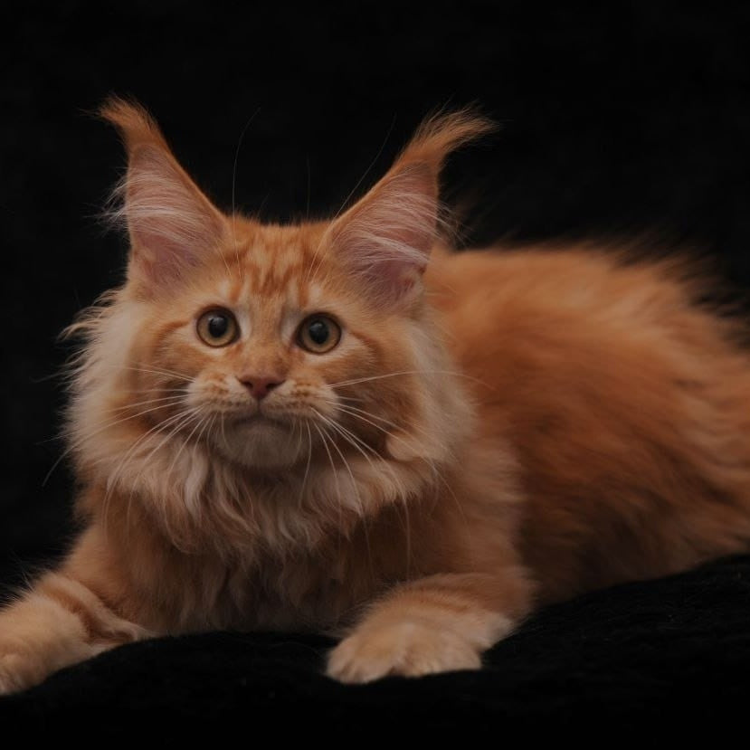 Rakel Maine Coon female, red