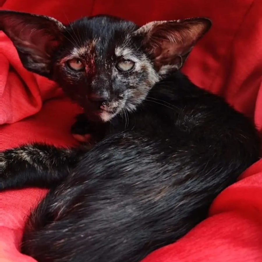 Yana Oriental Shorthair female, black tortie