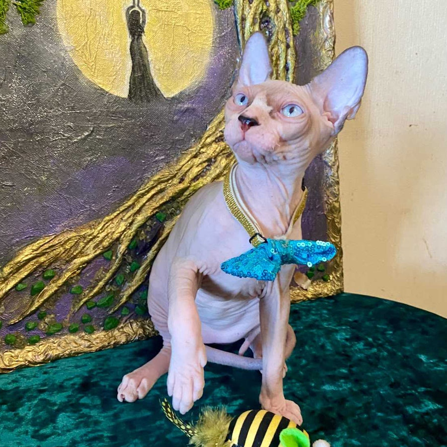Max Canadian Sphynx male, blue bicolour pointed