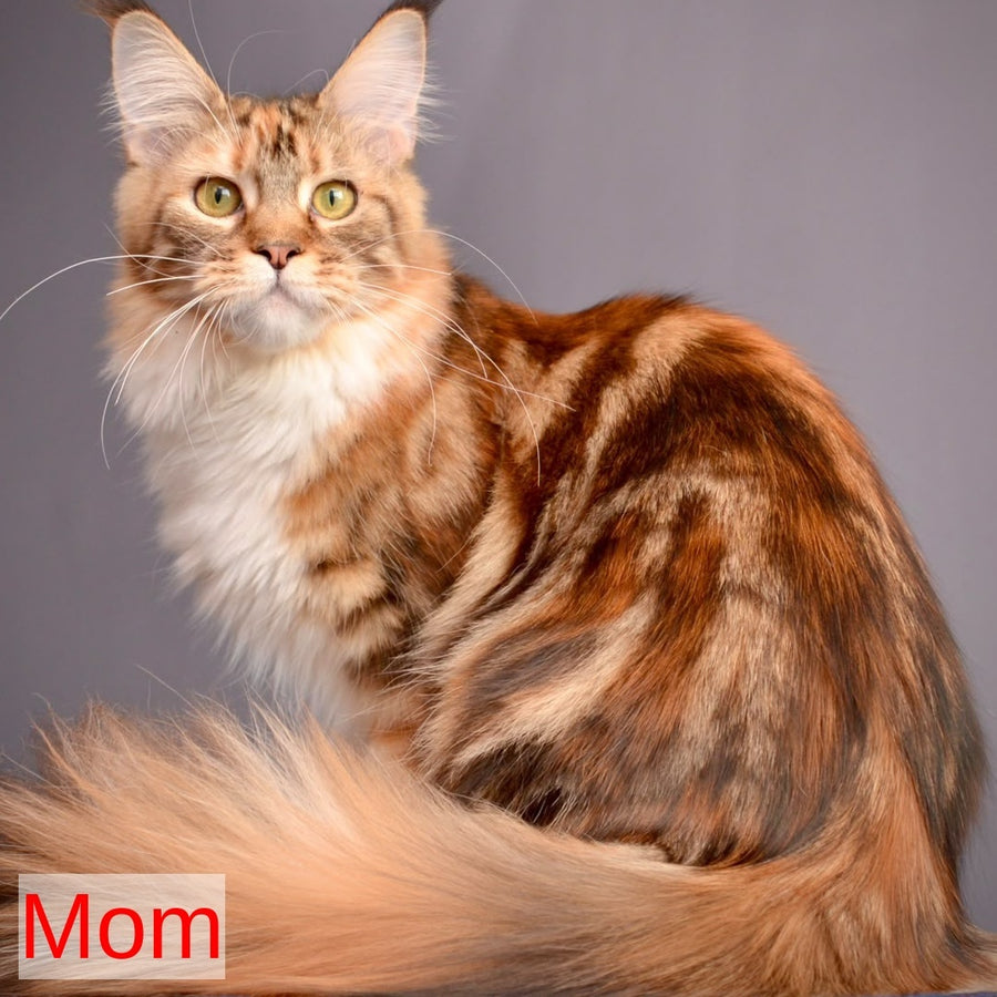 Zeus Maine Coon male, black with white tabby