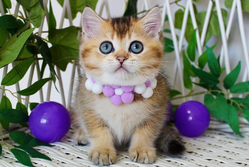 Irvin British Shorthair male, black golden ticked tabby