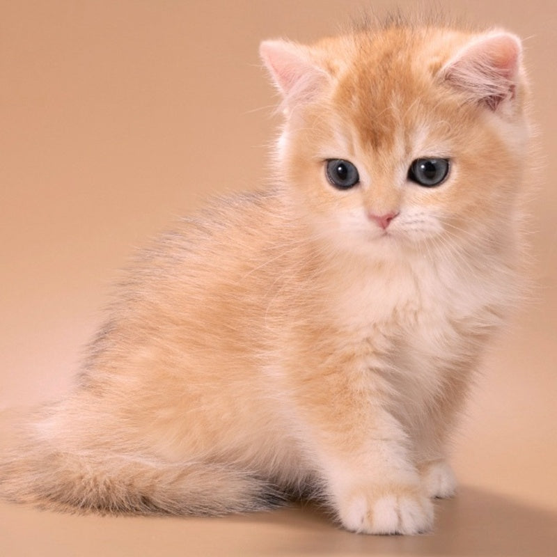 Entony British Shorthair male, black golden chinchilla
