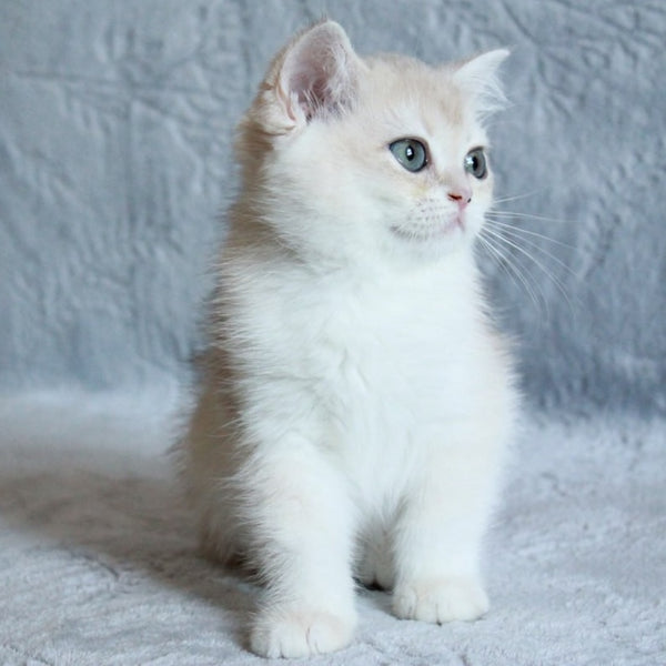 Kitty British Shorthair female, blue golden chinchilla