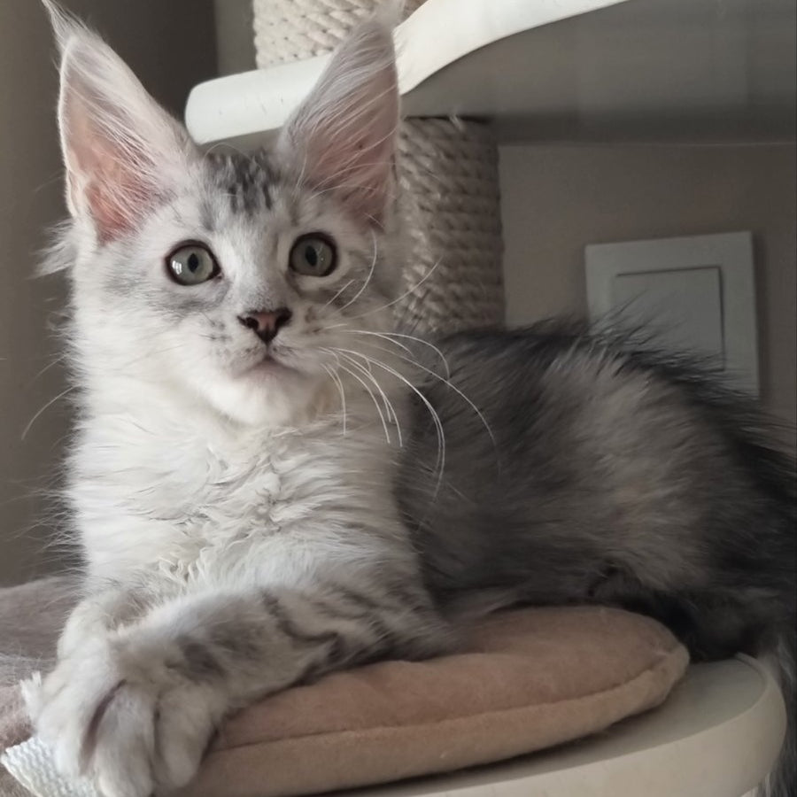 Eveta Maine Coon female, black silver tabby