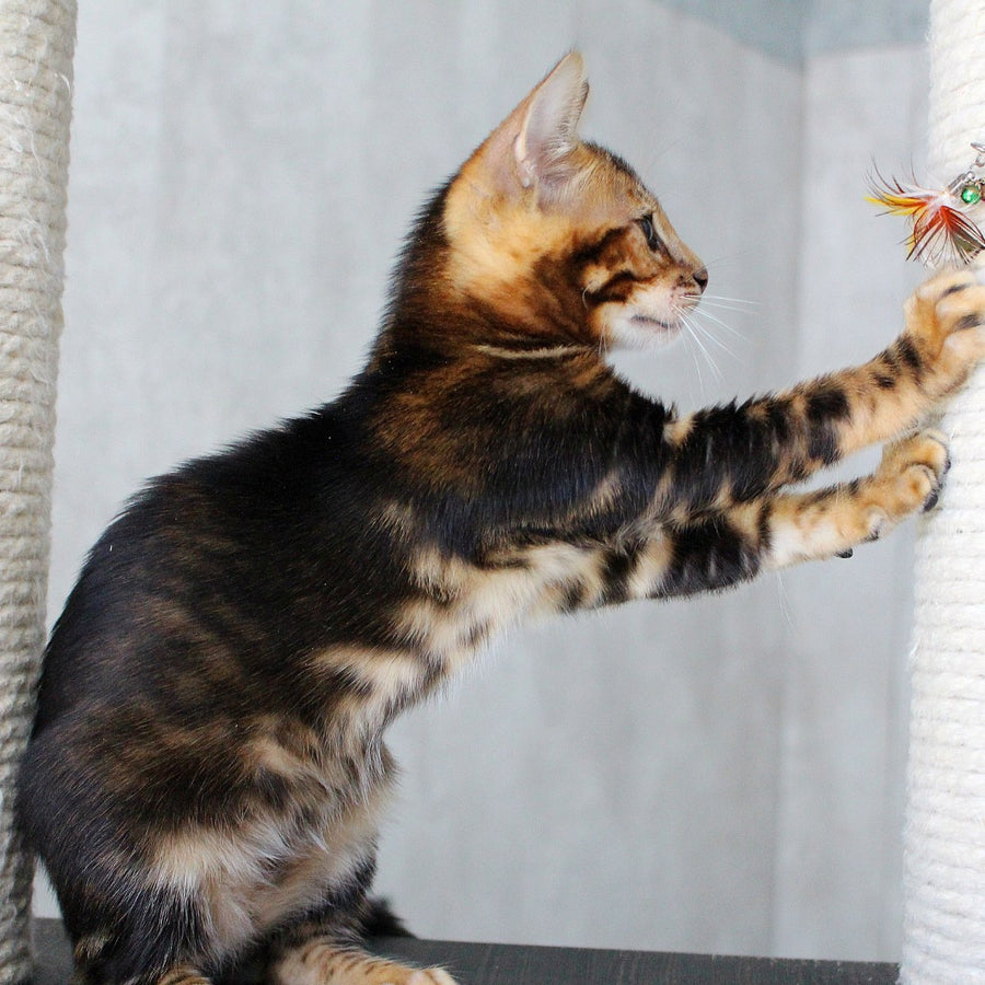 Emi Bengal female, black tabby