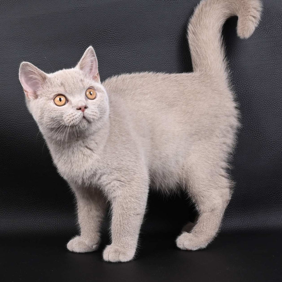 Nectar British Shorthair male, fawn