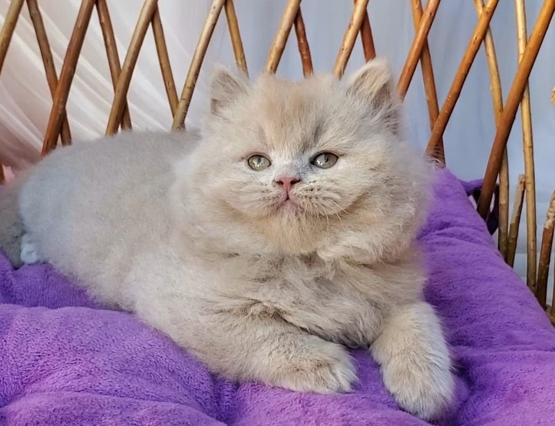 Teo British Longhair male fawn - live animals