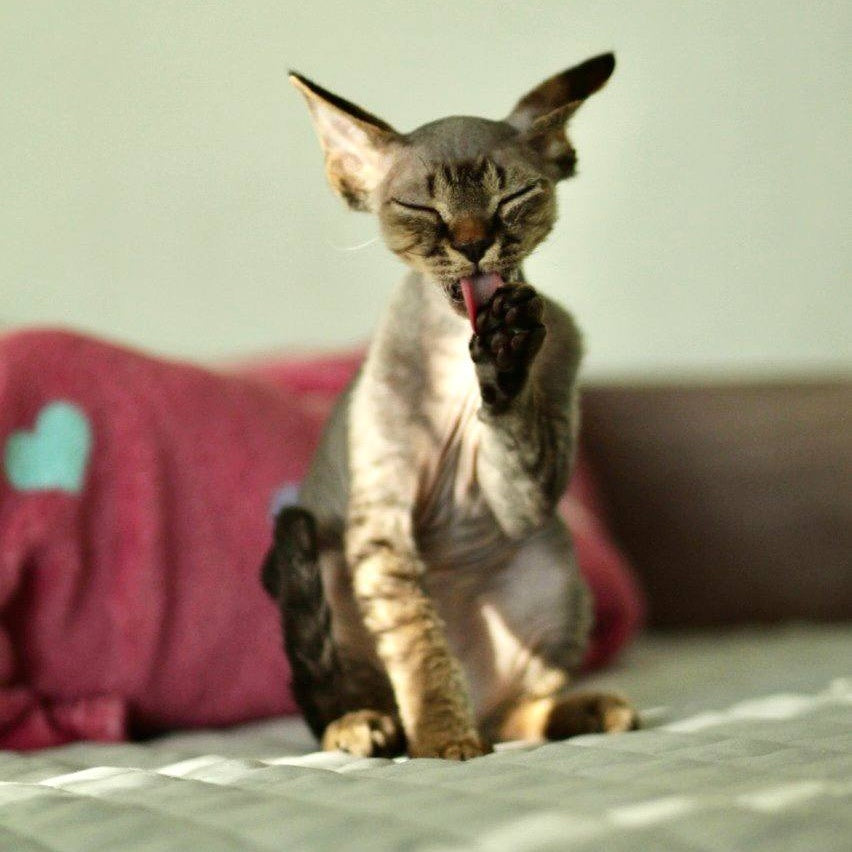 Michael Devon Rex male, black spotted tabby