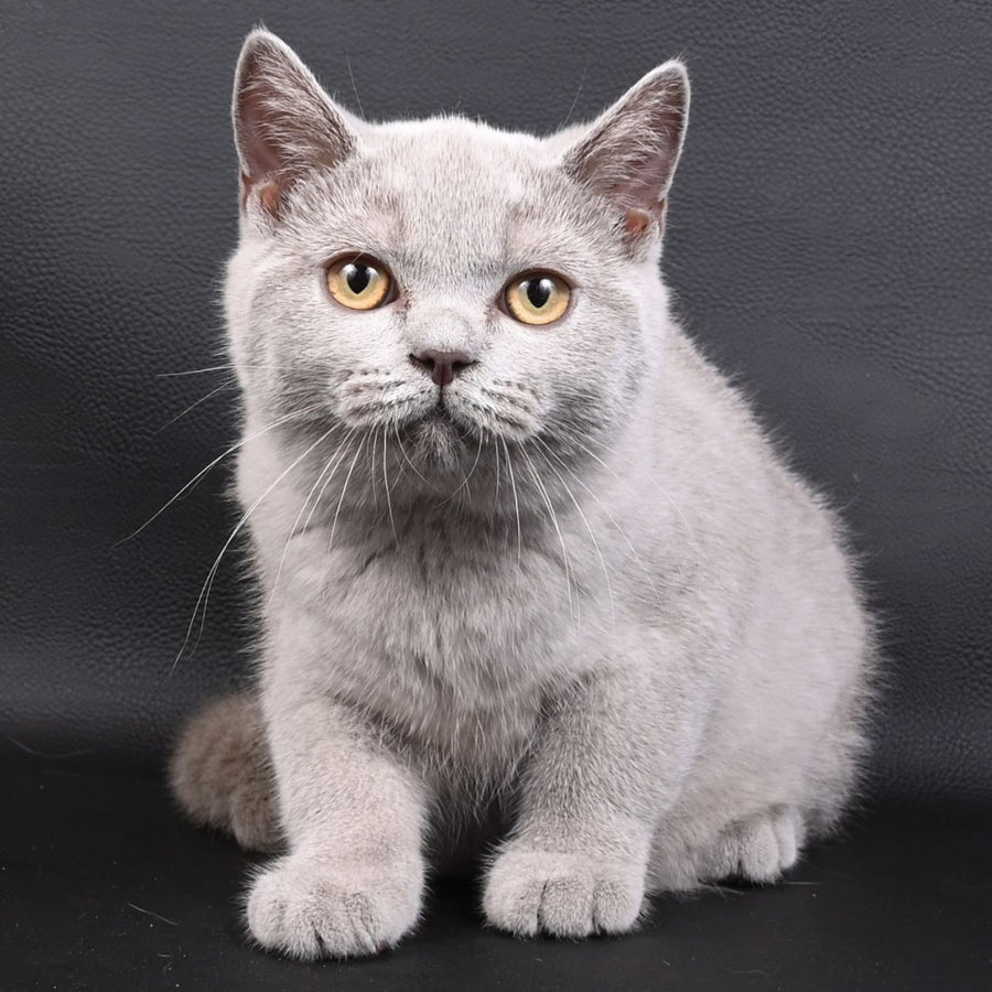 Enigma British Shorthair female, lilac