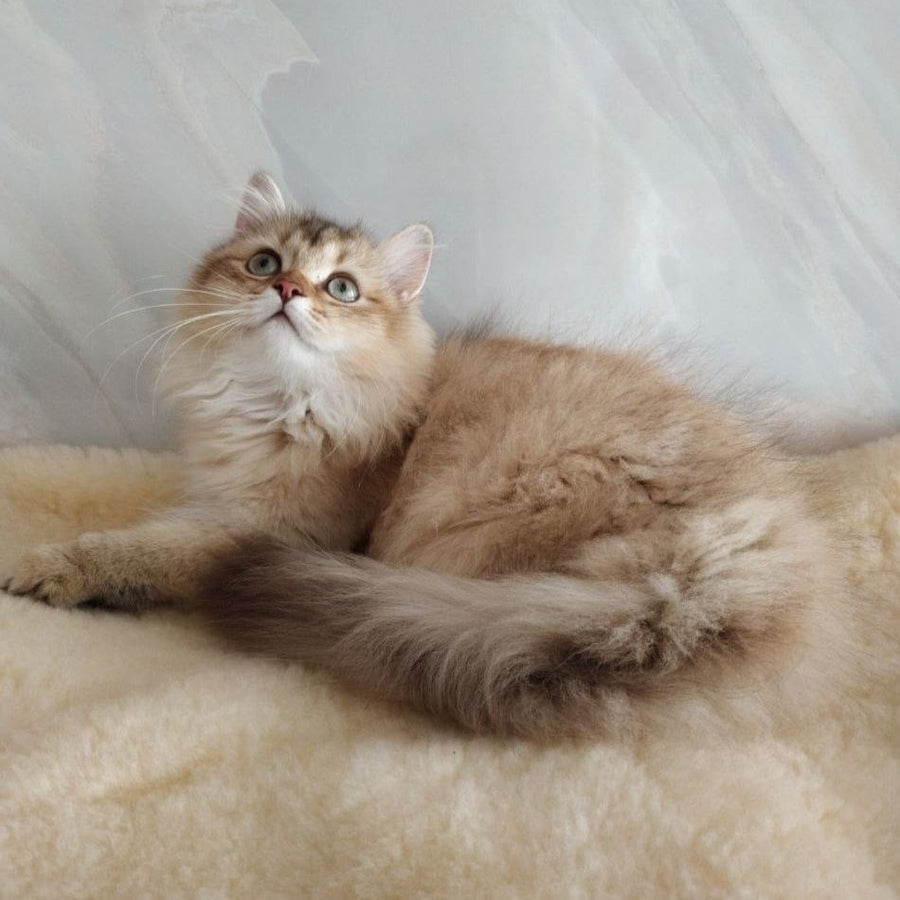 Corby Scottish Straight male, chocolate golden ticked tabby