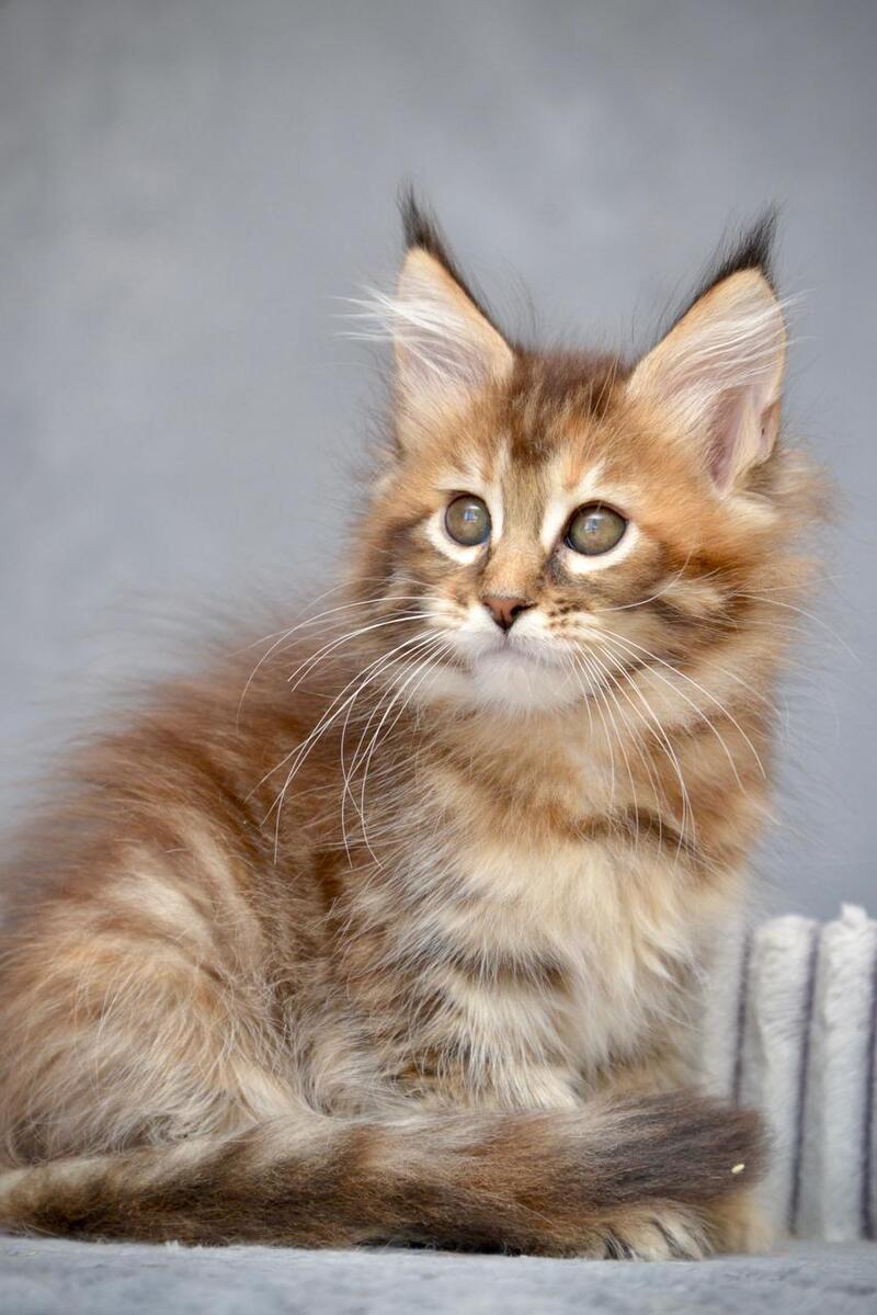 Vanilla Maine Coon female black tortie with white tabby live animals