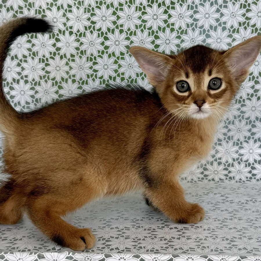 Hrizantema Abyssinian female, ruddy