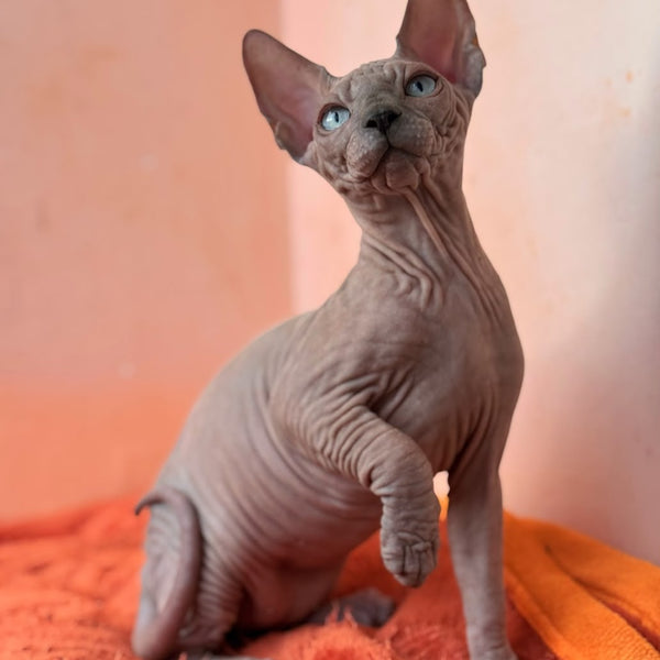 Flint Canadian Sphynx male, blue pointed