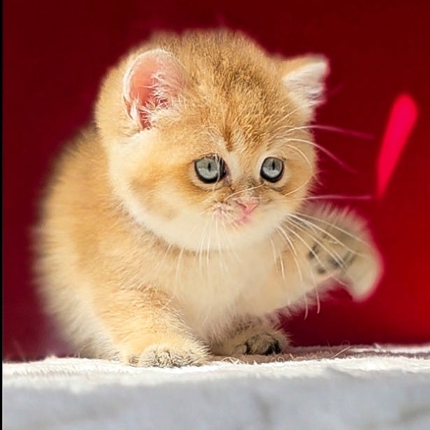 Thomas British Shorthair male, black golden shaded