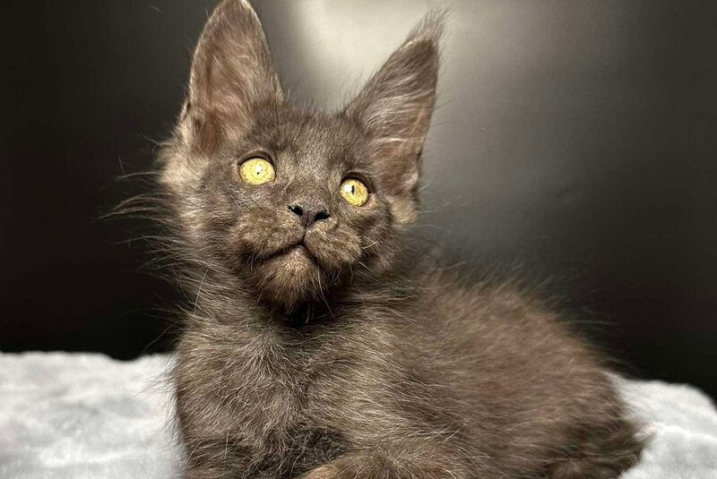 Brendon Maine Coon male black silver - live animals