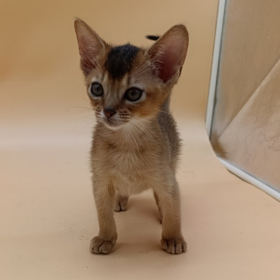 Nelson Abyssinian male, black