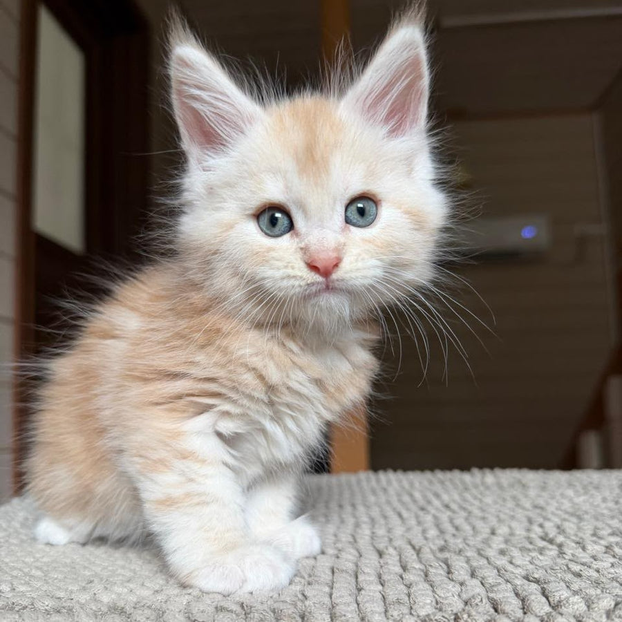 Champ Maine Coon male, red silver tabby