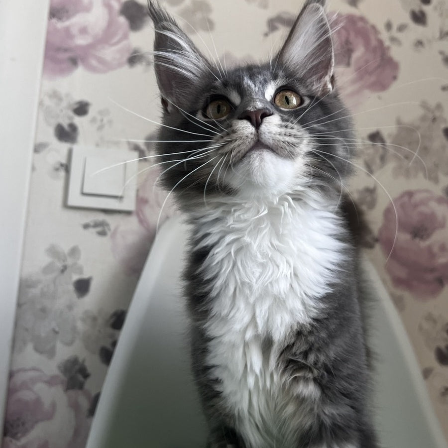 Kevin Maine Coon male, blue bicolour tabby