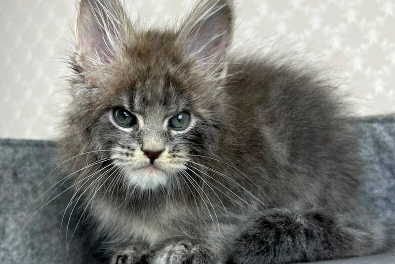Paradise Maine Coon male, blue tabby