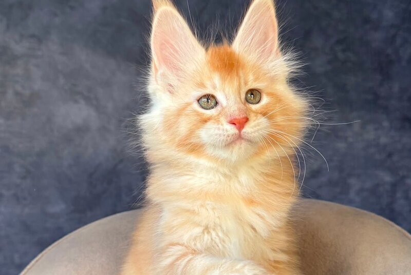 Hamelin Maine Coon male, red silver ticked tabby