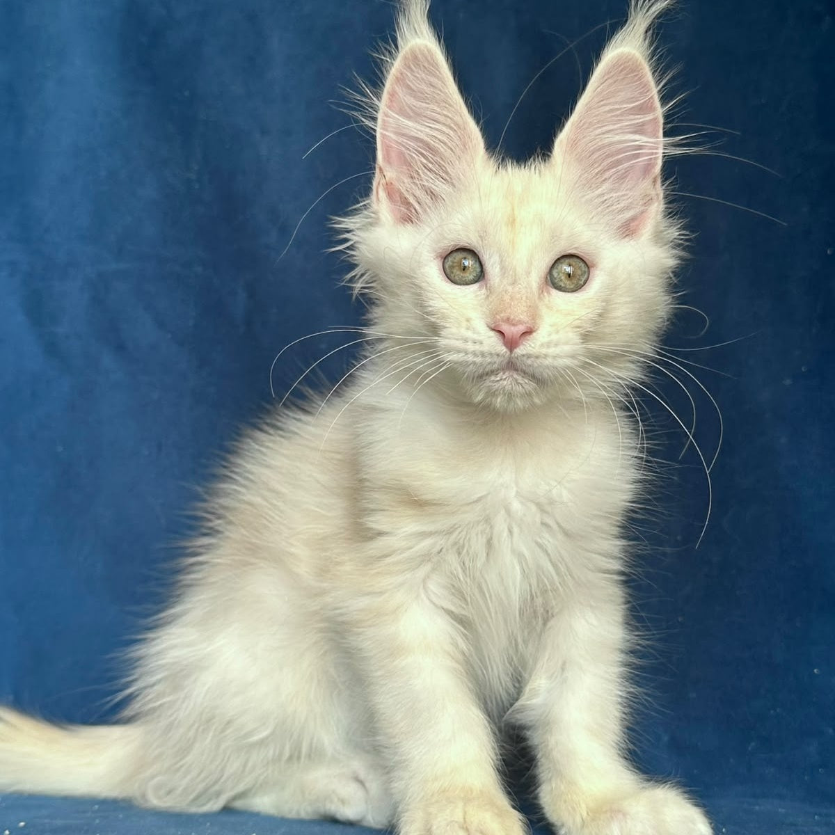Nessi Maine Coon female, red silver shaded