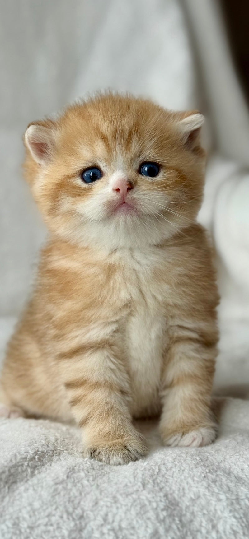 Xenon British Shorthair male black golden spotted tabby - live animals