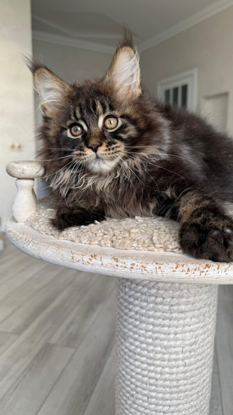 Unicum Maine Coon male, black tabby