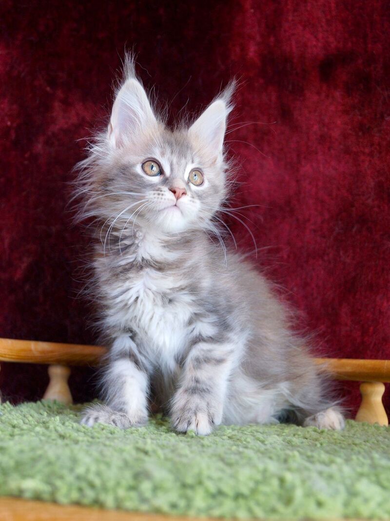Oliviya Maine Coon female blue tortie silver tabby - live animals