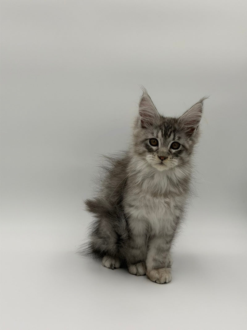 Kleo Maine Coon male black silver tabby - live animals