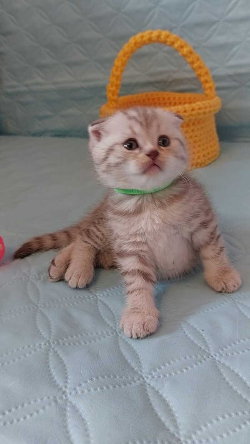 Mia Scottish Fold female, lilac silver spotted tabby