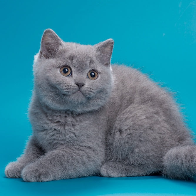Roci British Shorthair male, blue