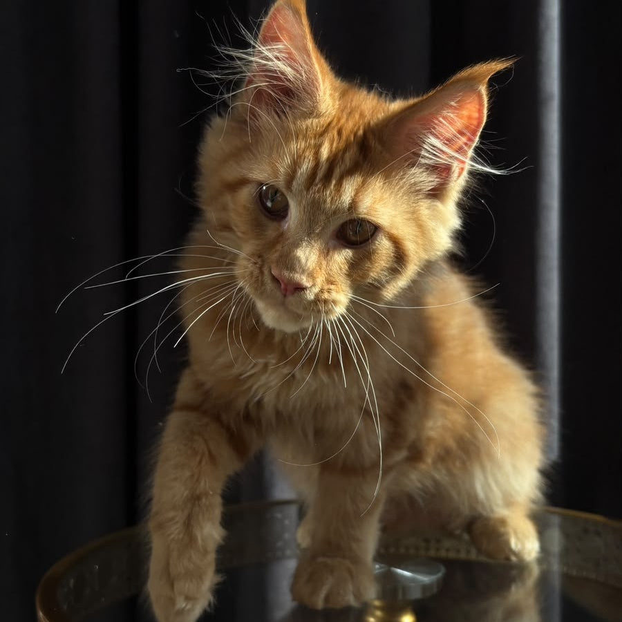 Iggy Maine Coon male, red