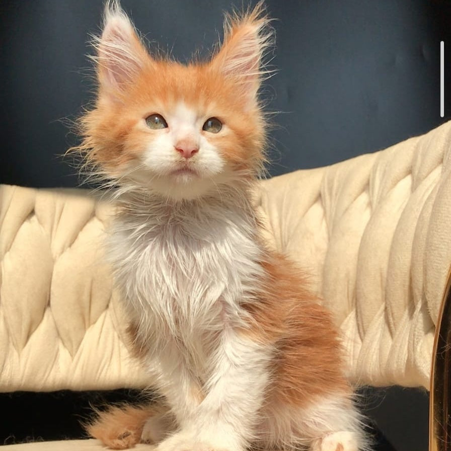 Amos Maine Coon male, red bicolour